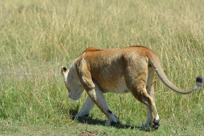 6 Days Big Five Tanzania Safari - Day 2: Tarangire National Park, Picnic Lunches, and the River Effect