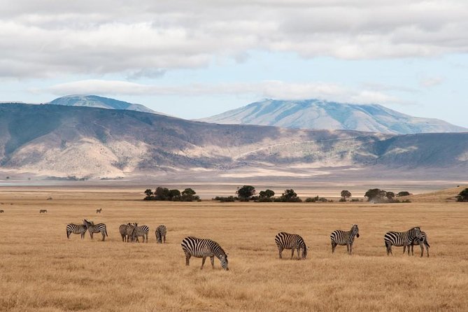 6 Days Budget Tanzania Camping Safari - Moving to Ngorongoro Conservation Area, then dropping into the crater