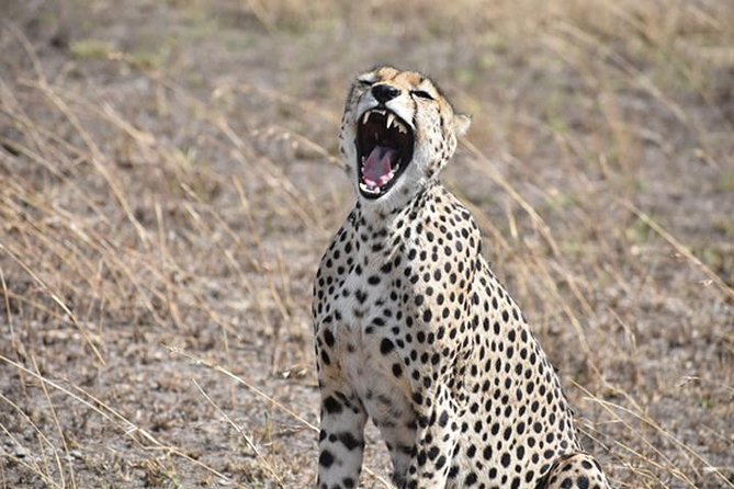 6 Days: Classic Camping( Tarangire, Manyara, Serengeti And Ngorongoro). - Tarangire National Park: Elephants, Baobabs, and Your First Real Game Drive
