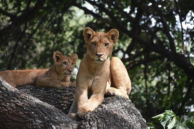 6 Days: Classic Camping( Tarangire, Manyara, Serengeti And Ngorongoro). - Classic Camping Realities: Dust, Cold Water, and How to Pack Smart