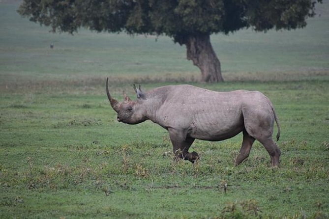 6 Days: Classic Camping( Tarangire, Manyara, Serengeti And Ngorongoro). - Lake Manyara National Park: Rift Valley Views, Tree-Climbing Lions, and Birding Power