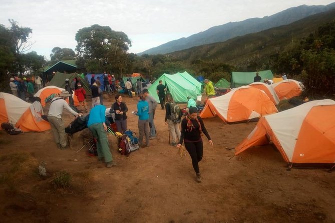 6 Days Climb Kilimanjaro Through Marangu Route - Marangu’s Huts, Rainforest Footsteps, and a Summit Goal