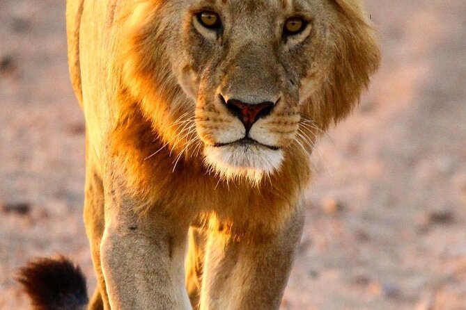 6 Days Enchanting Tanzania Safaris - Mid Range Safari - Lake Manyara: Rift Valley Setting, Lions in Trees, and Flamingos on the Soda Lake