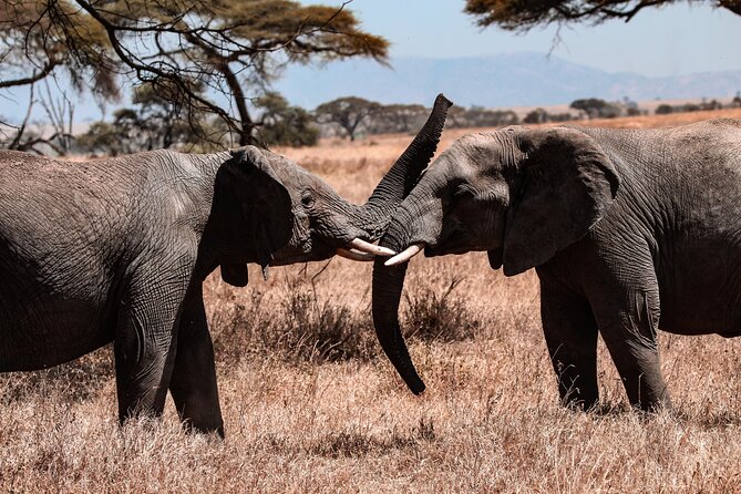 6 Days Enchanting Tanzania Safaris - Mid Range Safari - Ngorongoro Crater Day: 600 Meter Descent and a Wildlife Concentration That Makes Sense