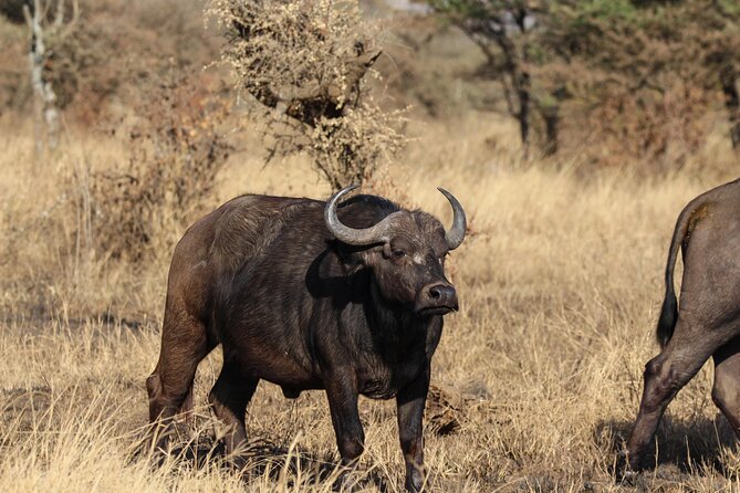 6 Days Enchanting Tanzania Safaris - Mid Range Safari - Final Morning and Return to Moshi or the Airport