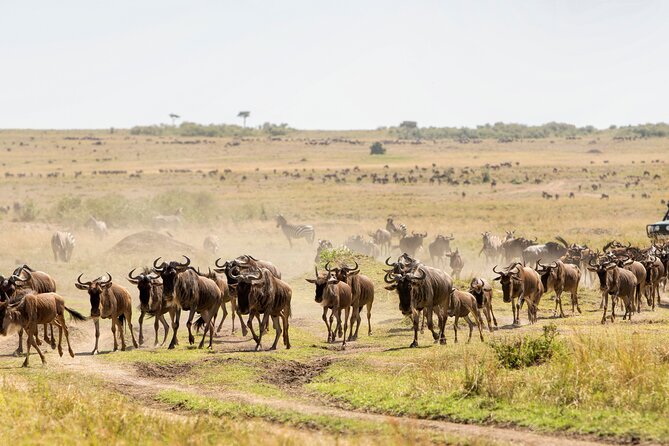 6 Days in the Wild – A Budget Safari Across Tanzania’s Icons - Group size, guides, and the feeling of staying safe