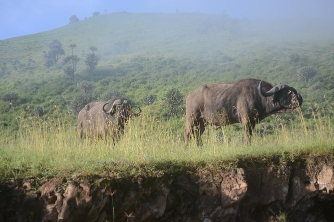 6 Days lodge &camping tour Serengeti ,Tarangire ,Ngorongoro Crater and Manyara - Northern Safari Loop: what you’re really signing up for