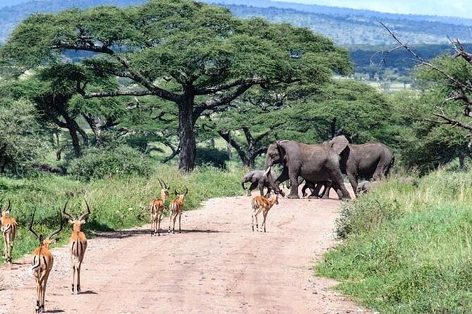 6 Days lodge &camping tour Serengeti ,Tarangire ,Ngorongoro Crater and Manyara - Day 1 in Tarangire: baobabs, elephants, and bird paradise vibes