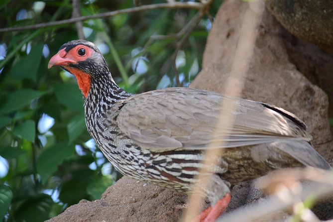 6 Days lodge &camping tour Serengeti ,Tarangire ,Ngorongoro Crater and Manyara - Day 2 Serengeti arrival with Ngorongoro gate check-in and rim viewpoints