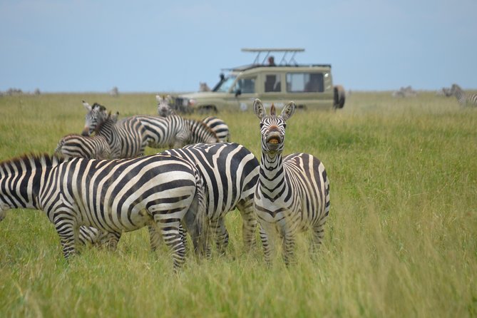 6 Days lodge &camping tour Serengeti ,Tarangire ,Ngorongoro Crater and Manyara - Day 3 early Serengeti game drive at 06:30 and migration timing