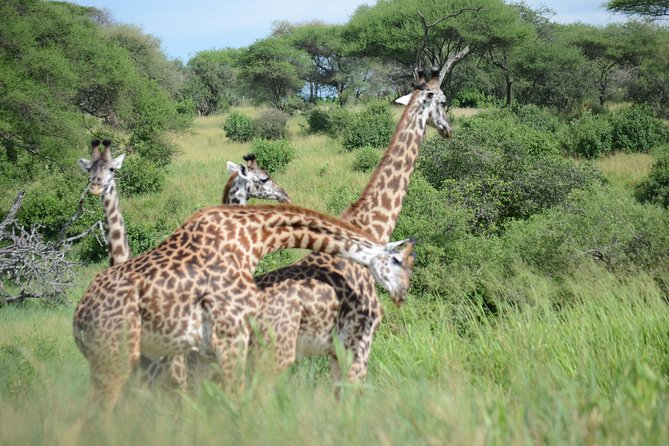 6 Days lodge &camping tour Serengeti ,Tarangire ,Ngorongoro Crater and Manyara - Day 4 Serengeti exit toward Simba campsite near the crater rim