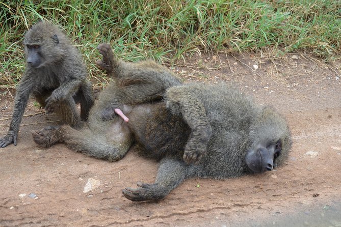 6 Days lodge &camping tour Serengeti ,Tarangire ,Ngorongoro Crater and Manyara - Day 5 Ngorongoro crater descent over 600 m into wildlife density
