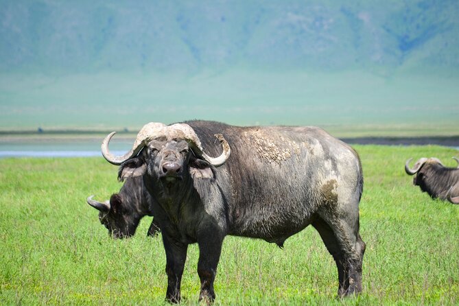 6 Days lodge &camping tour Serengeti ,Tarangire ,Ngorongoro Crater and Manyara - Price and logistics: how $1,600 per person adds up