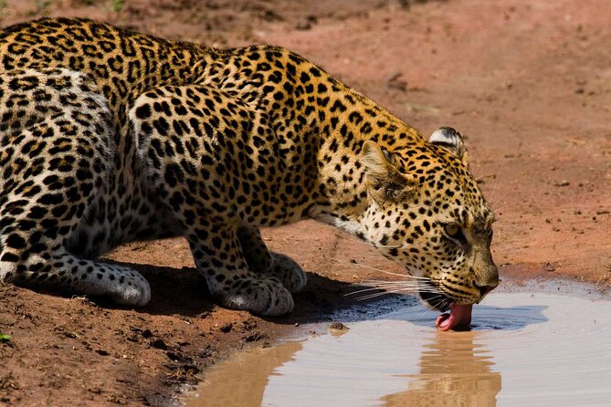 6 Days Lodge & Tented Camp Luxury - The Serengeti Trail & Tarangire - The included vehicle, drinks, and what that means for comfort