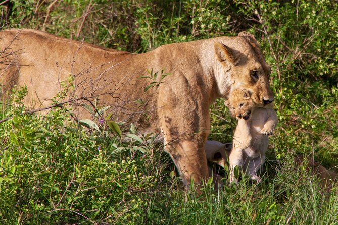 6 Days Lodge & Tented Camp Luxury - The Serengeti Trail & Tarangire - How the timing and day lengths affect your energy