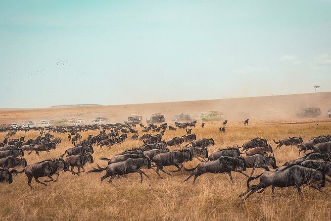 6 Days Luxury Migration Safari-Northern Tanzania - What This Safari Feels Like in Real Life