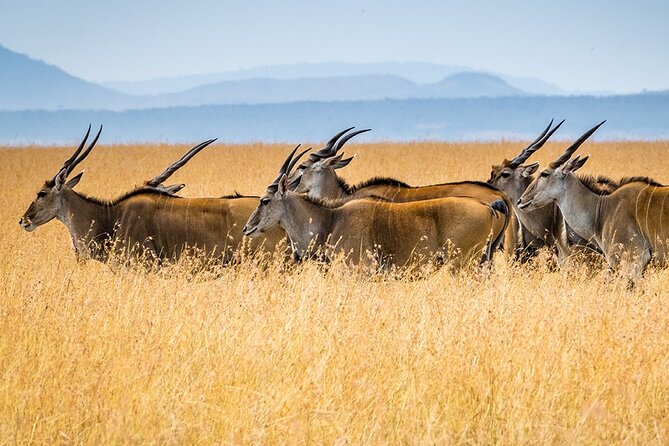 6 Days Luxury Migration Safari-Northern Tanzania - Ngorongoro Crater, One Full Day Game Drive From Animal Paradise Views