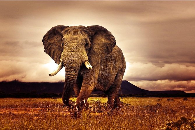 6 Days Luxury Migration Safari-Northern Tanzania - Luxury Lodges and Private Vehicle Comfort, What Changes for You