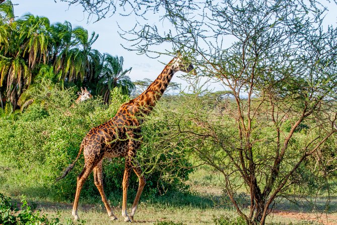 6 Days Luxury Northern Circuit Safari - A Glimpse of Tanzania Adventure - The Northern Circuit logic: why this route works