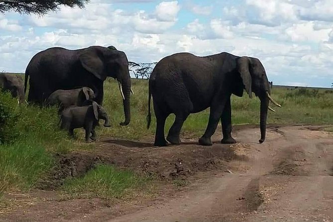6 Days Mara River Crossing - The Great Migration - Tarangire Day 1: Elephants, Baobabs, and an Easy First Night