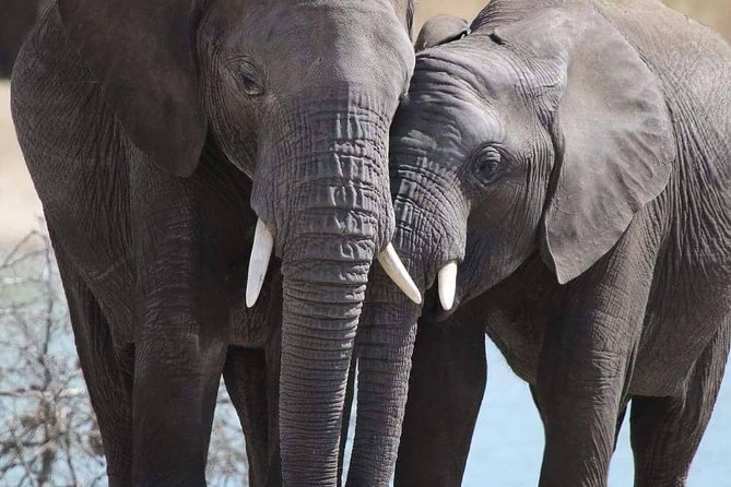 6 Days Mara River Crossing - The Great Migration - Where You Sleep and How the Included Meals Help Your Day Flow
