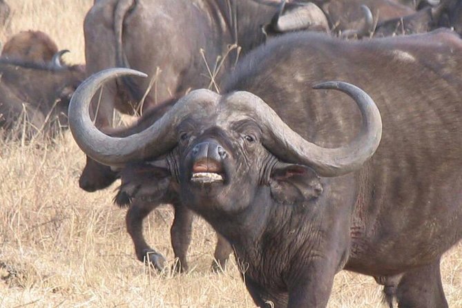 6 Days Mara River Crossing - The Great Migration - Serengeti Days 2-5: Mara River Focus With Real Time on the Plains