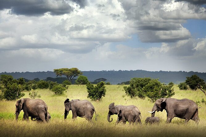 6 Days Mid-Range Tanzania Safari - Kilimanjaro arrival and Arusha town tour, the calm start you want
