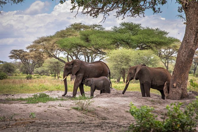 6 Days Private Budget Safari - Day One in Tarangire: Elephants, Baobabs, and a Picnic That Feels Too Pretty