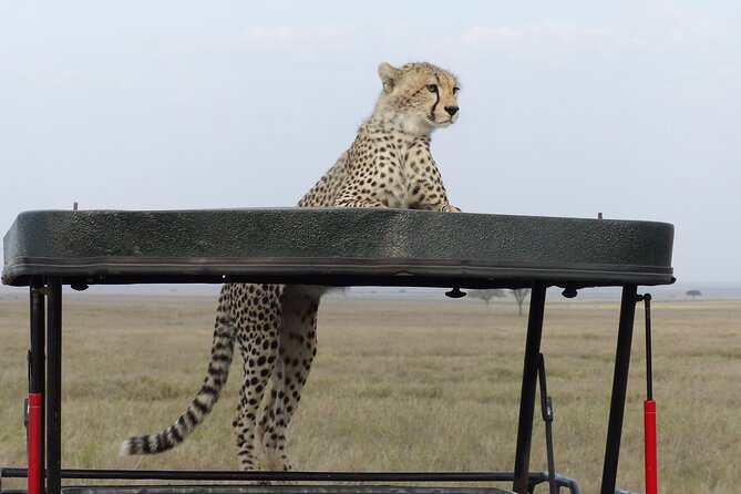 6 Days Private Budget Safari - A Full Serengeti Day Three: Sunrise Starts and Bird-Specific Safari Time