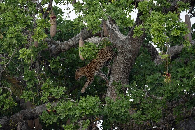 6 Days Private Safari Tour - Day 6 Lake Manyara National Park: lodge time, a walk option, then Arusha