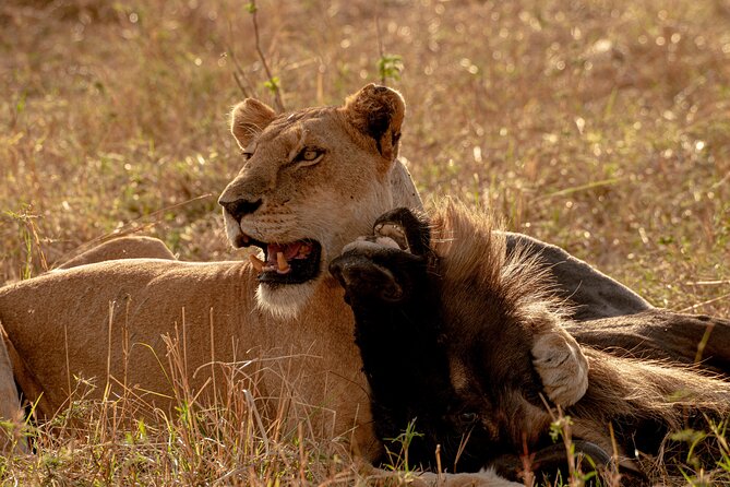 6 Days Private Safari Tour - Price and value for up to 6 people, and what the number really means