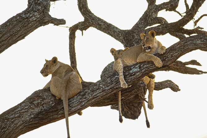 6 Days Private Safari with Mid-range Lodges or Camps - Key Things I’d Pay Attention To