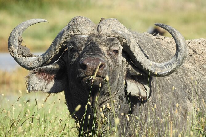 6 Days Private Safari with Mid-range Lodges or Camps - From Arusha Arrival to Safari Start, No Guesswork