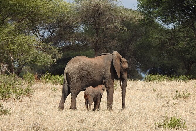 6 Days Private Safari with Mid-range Lodges or Camps - Karatu to Serengeti Through Ngorongoro Conservation Area, the Scenic Setup