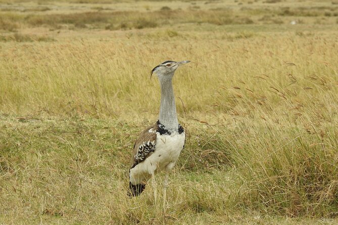 6 Days Private Safari with Mid-range Lodges or Camps - Serengeti Full-Day Drives, When Pride Behavior Turns Up