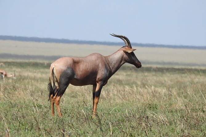 6 Days Private Safari with Mid-range Lodges or Camps - Ngorongoro Crater Floor, Big Five in One Descent