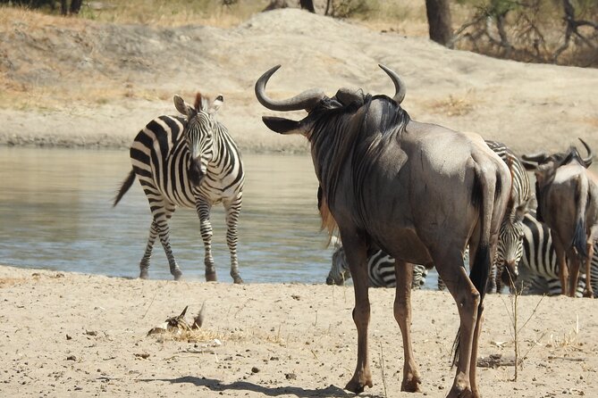 6 Days Private Safari with Mid-range Lodges or Camps - Lake Manyara National Park, Birds, Monkeys, and Tree-Climbing Lions