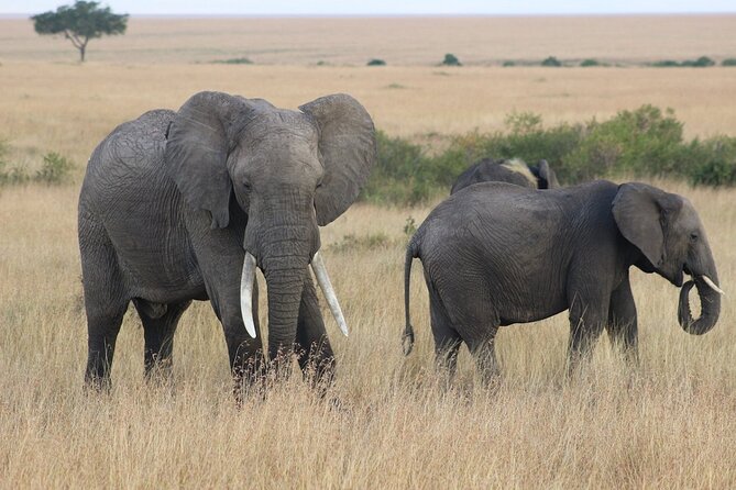 6 Days Safari : Manyara, Ngorongoro, Serengeti & Tarangire National Park - Serengeti National Park, migration promise plus resident predators