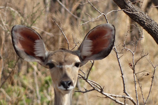 6 Days Safari to Udzungwa Mountain NP, Ruaha NP and Mikumi NP - Days 3 and 4 in Ruaha National Park: Game Drives Built Around River Life
