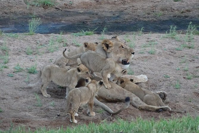 6 Days Safari to Udzungwa Mountain NP, Ruaha NP and Mikumi NP - Day 5 in Mikumi: Walking Safari With an Armed Ranger, Then Classic Viewing