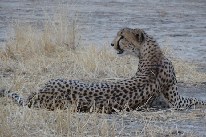 6 Days Safari to Udzungwa Mountain NP, Ruaha NP and Mikumi NP - Price and What You Actually Get for $1,656