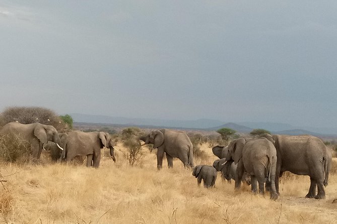6 Days Safari to Udzungwa Mountain NP, Ruaha NP and Mikumi NP - Guide Style, Comfort Habits, and Small Tips That Matter