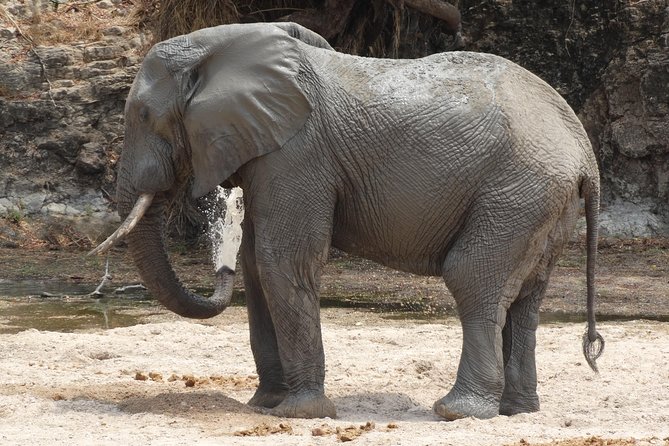 6 Days Safari to Udzungwa Mountain NP, Ruaha NP and Mikumi NP - Day 2 in Udzungwa: Iringa Region Trekking, Sanje Waterfall, and Six Monkey Species Chances