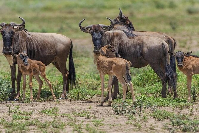 6 Days Serengeti Wildebeest Migration Safari - Why This Serengeti-to-Ngorongoro Route Makes Sense