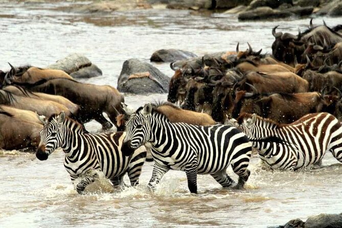 6 Days Serengeti Wildebeest Migration Safari - Day 4 Shift to Ngorongoro: Conservation Area Drives and Rhino Lodge Views