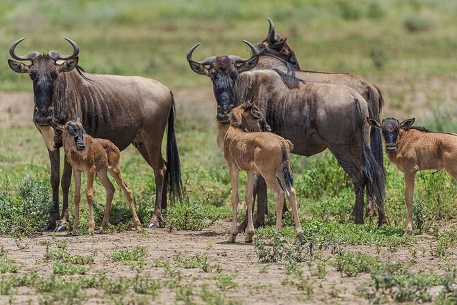 6 Days Serengeti Wildebeest Migration Safari - Day 5 Ngorongoro Crater: Early Start, Hippo Lake Picnic, and Big Five Odds
