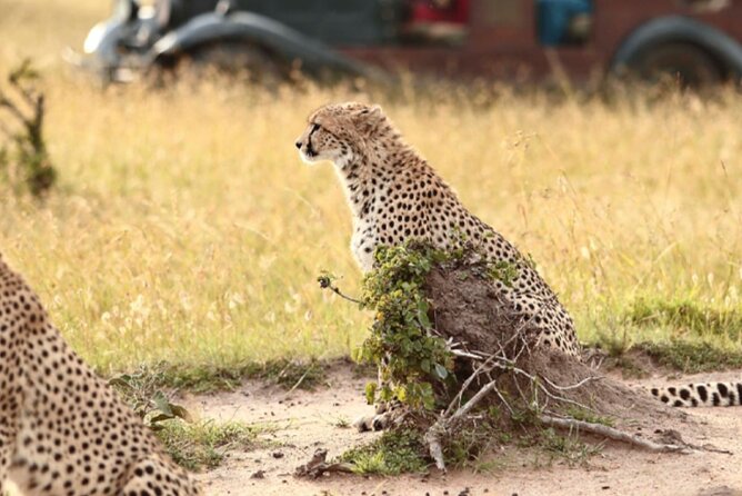 6 Days Serengeti Wildebeest Migration Safari - Day 6 Departure from JRO: Easy Transfer Home