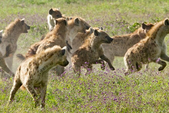 6 Days Serengeti Wildebeest Migration Safari - Price and Value: What $2,880 Buys You (and What It Does Not)