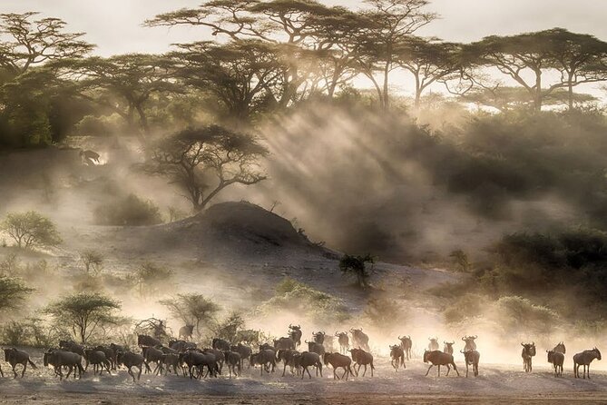 6 Days Serengeti Wildebeest Migration Safari - Day 1 in Arusha: Airport Arrival, Transfers, and the Equipment Check