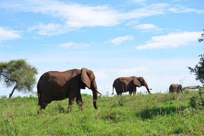 6 days Tanzania budget safari - Camping, Meals, and the Chef Factor That Makes Budget Feel Comfortable